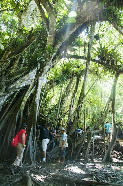 无花果树和凤梨科 廷加纳保护区.