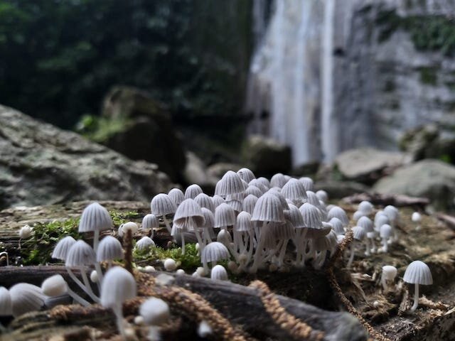 里约阿比塞奥National Park