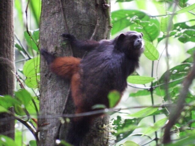 位于坦波帕塔(Tambopata)的棕褐色Ta猴(Tamarin Monke)。