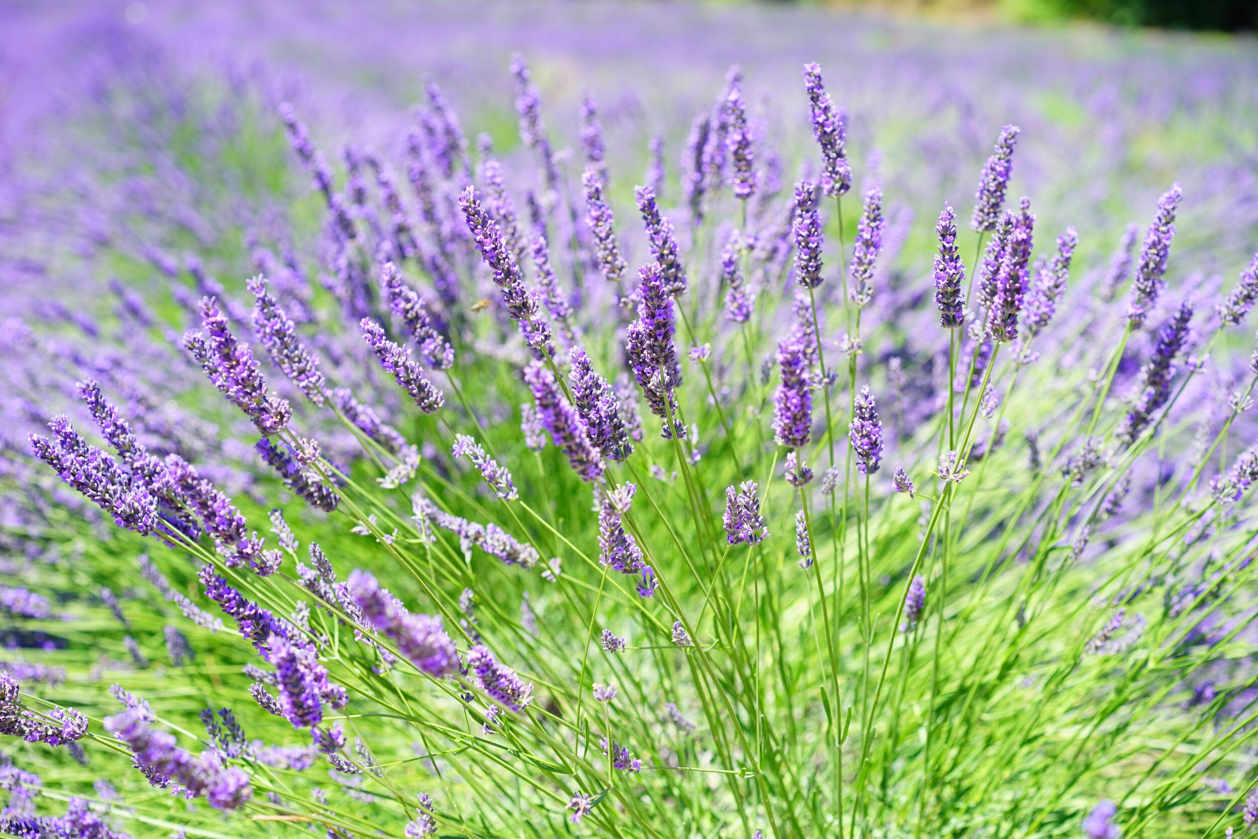 Sensational!® Lavender Plants- Pickup Only | Wildwood Lavender