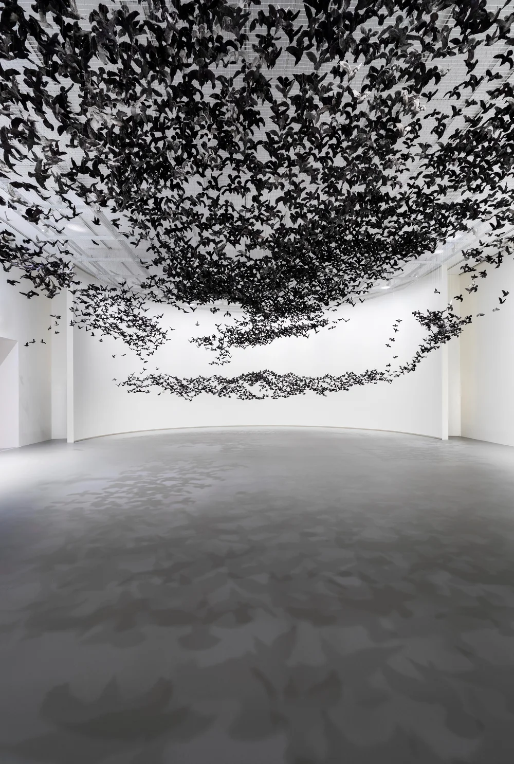 murmuration-10.jpg