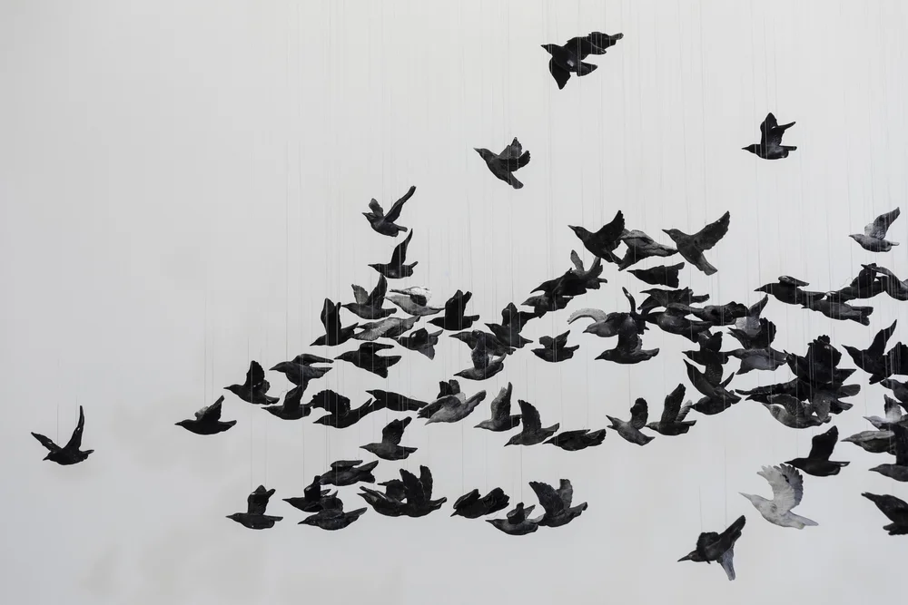 murmuration-1.jpg