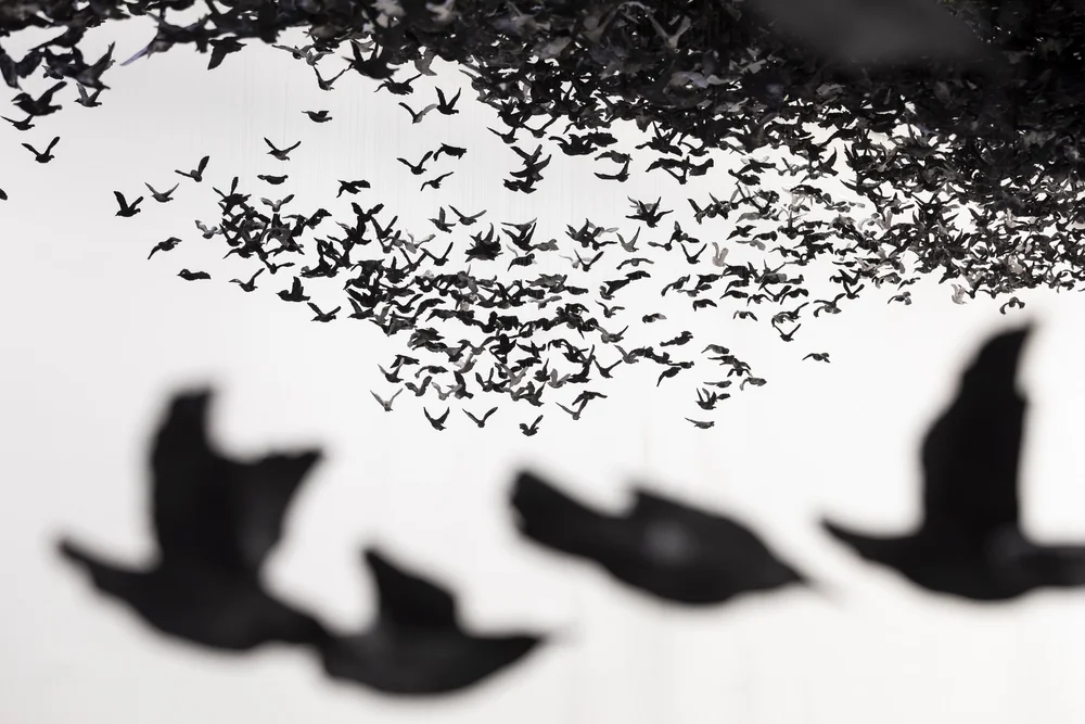 murmuration-2.jpg