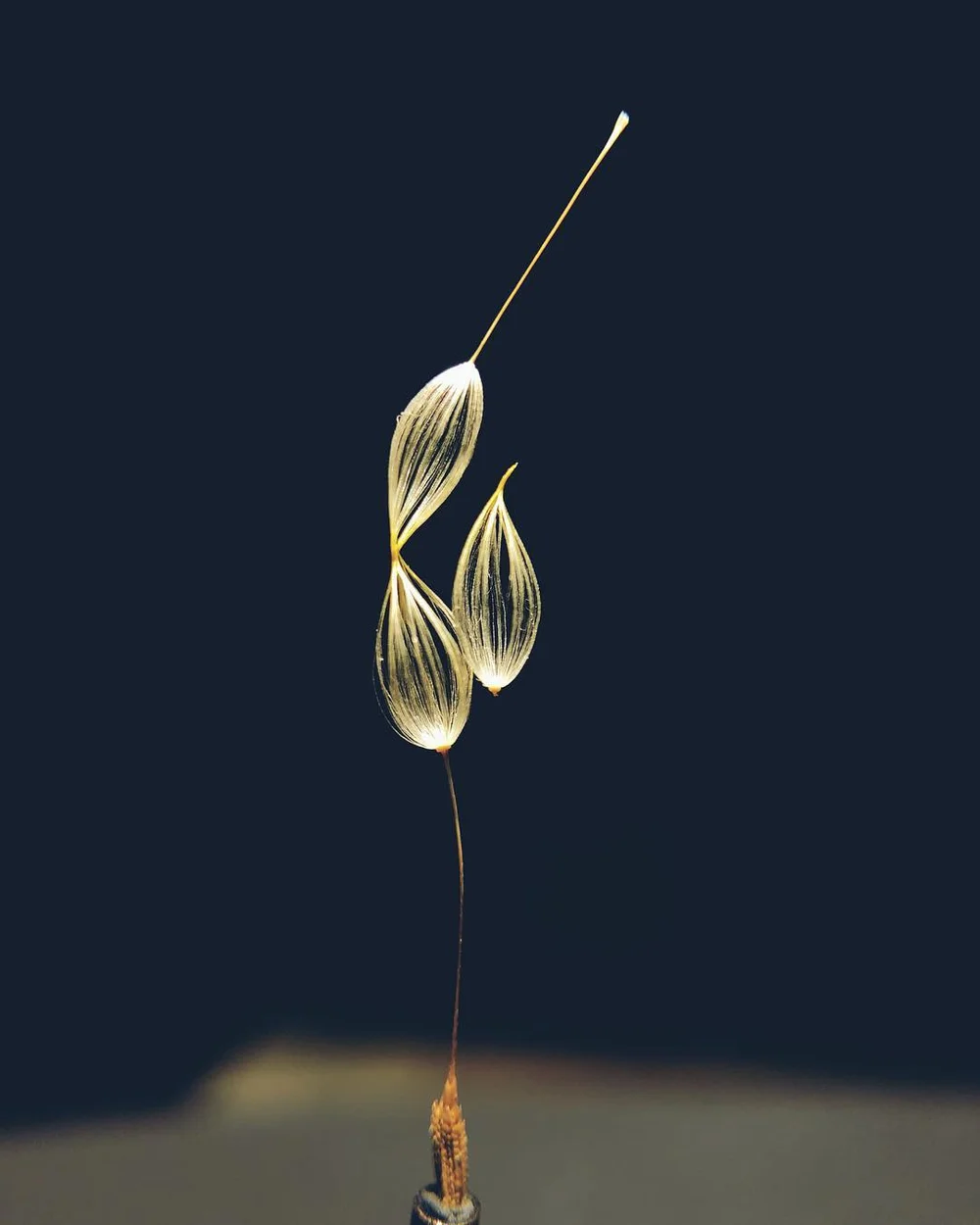 euglena-7.jpg