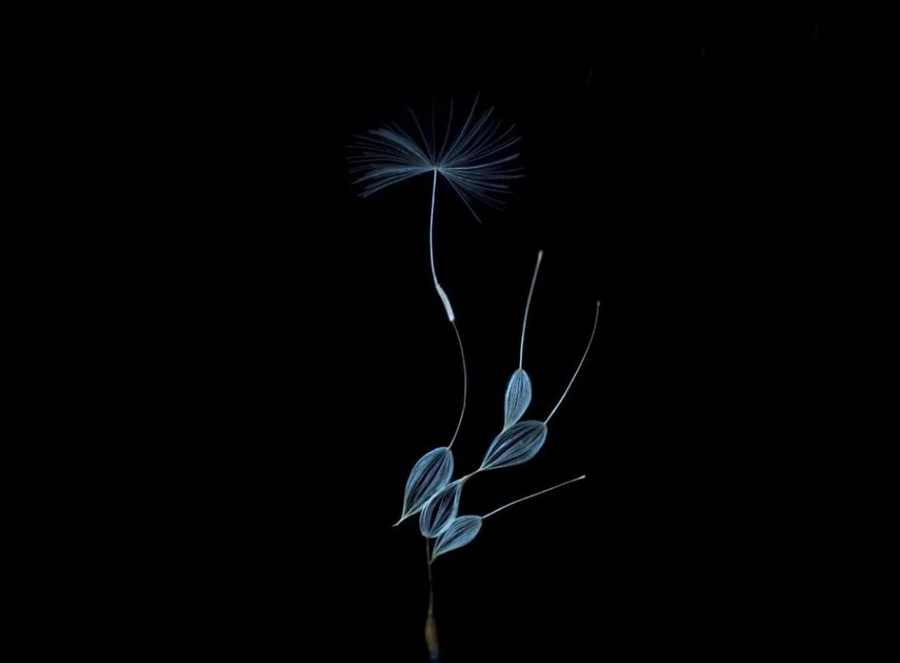 euglena-watage-3.jpg