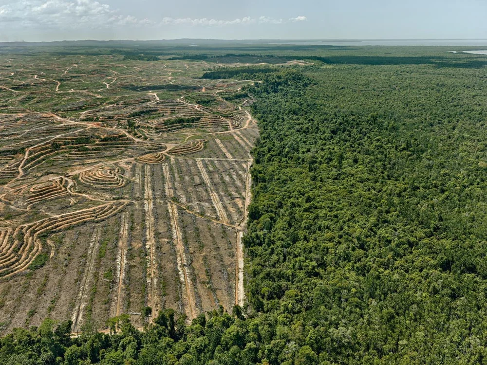 Edward Burtynsky, Clearcut #1, Palm Oil Plantation, Borneo, Malaysia 2016. photo © Edward Burtynsky, courtesy Admira Photography, Milan / Nicholas Metivier Gallery, Toronto