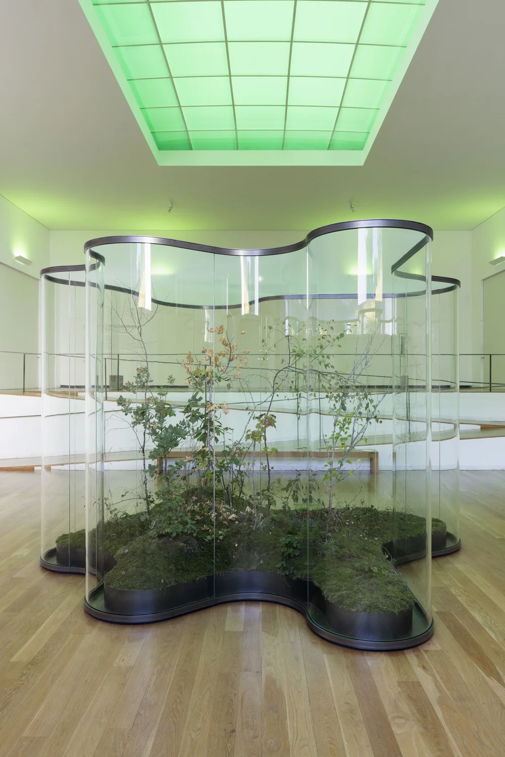 Daniel Steegmann Mangrané, A Transparent Leaf Instead Of The Mouth,, 2016-17; Vetro, metallo, ecosistema con insetti stecco e insetti foglia. Veduta dell’installazione: Fundação de Serralves, Porto, 2017. Courtesy dell’artista e Esther Schipper, Berlin. Foto: Andrea Rossetti