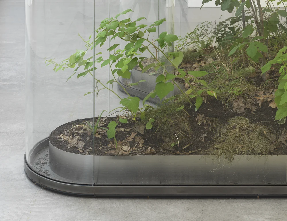 Daniel Steegmann Mangrané, A Transparent Leaf Instead Of The Mouth,, 2016-17 (dettaglio). Vetro, metallo, ecosistema con insetti stecco e insetti foglia. Courtesy dell’artista e Esther Schipper, Berlino. Foto: Matt Grub