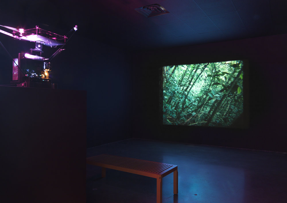 Daniel Steegmann Mangrané, Spiral Forest (Kingdom of all the animals and all the beasts in my name) 2013-15. Film 16mm, colore, silenzioso; 11 min 4 sec. Veduta dell’installazione: CCS Bard Hessel Museum, 2018. Courtesy dell’artista. Foto: Matt Grub