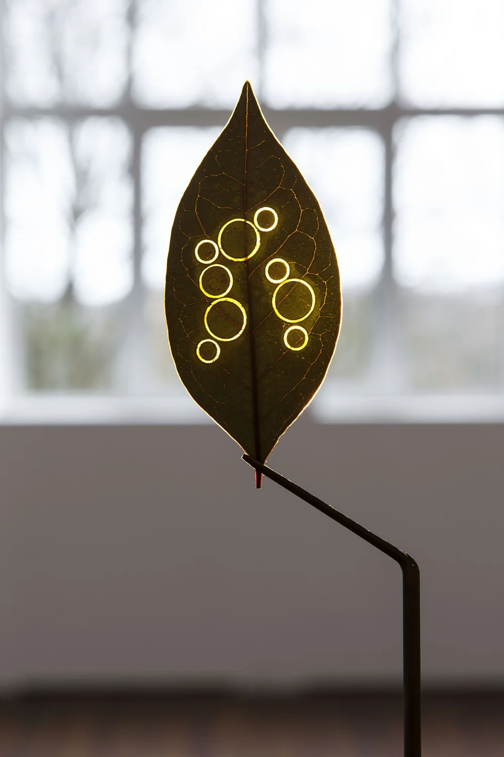 Daniel Steegmann Mangrané, Elegancia y renuncia, 2011; Foglia essiccata (ficus elastica japonicum), supporto in metallo, proiezione di diapositive. Veduta dell’installazione: CRAC Alsace Centre Rhénan d'Art Contemporain, Altkirch, 2014. Courtesy dell’artista e Esther Schipper, Berlino. Foto: Andrea Rossetti