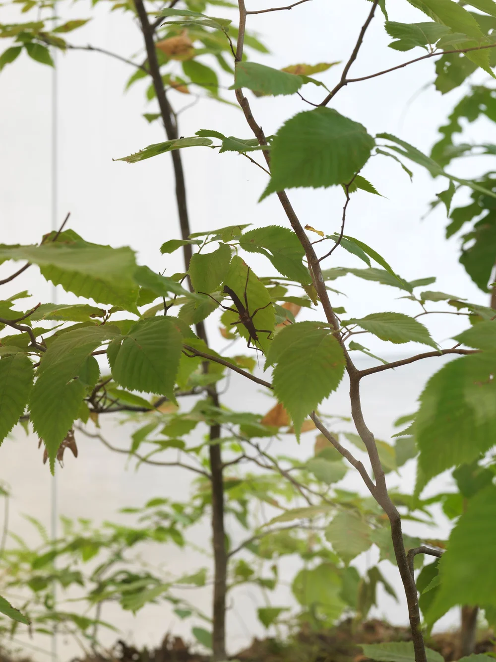 Daniel Steegmann Mangrané, A Transparent Leaf Instead Of The Mouth,, 2016-17 (dettaglio). Vetro, metallo, ecosistema con insetti stecco e insetti foglia. Courtesy dell’artista e Esther Schipper, Berlino. Foto: Matt Grub