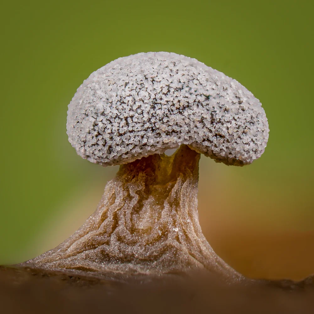 Didymium squamulosum. Ubicazione: Mt Tamalpais, CA