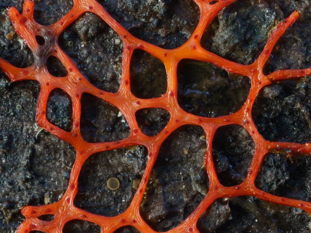 Willkommlangea reticulata. Posizione: Fairbanks, AK