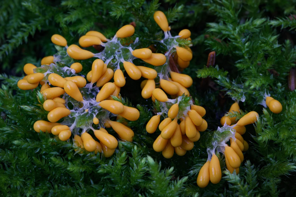 Leocarpus fragilis. Posizione: Fairbanks, AK