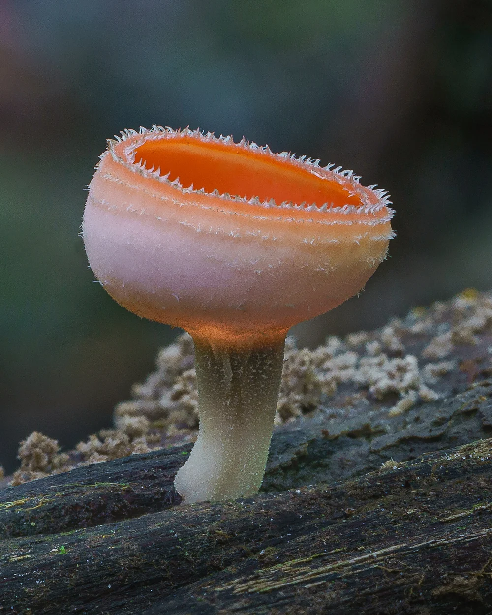Sulcipes Cookeina, Calice Tropicale. Ubicazione: Colombia