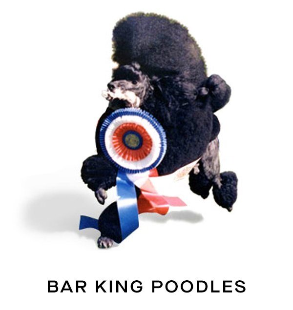 BarKing Miniature Poodles