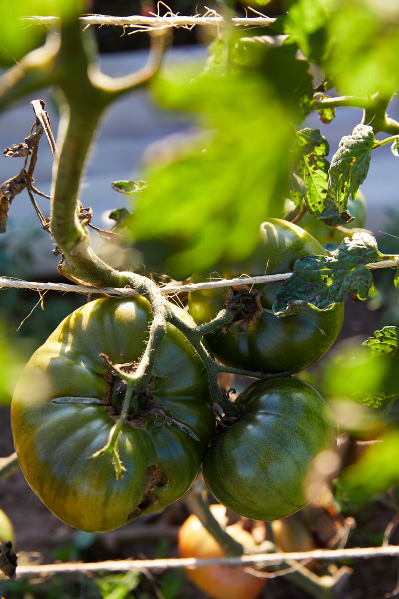 20200920_SweetFreedomFarm_587.jpg