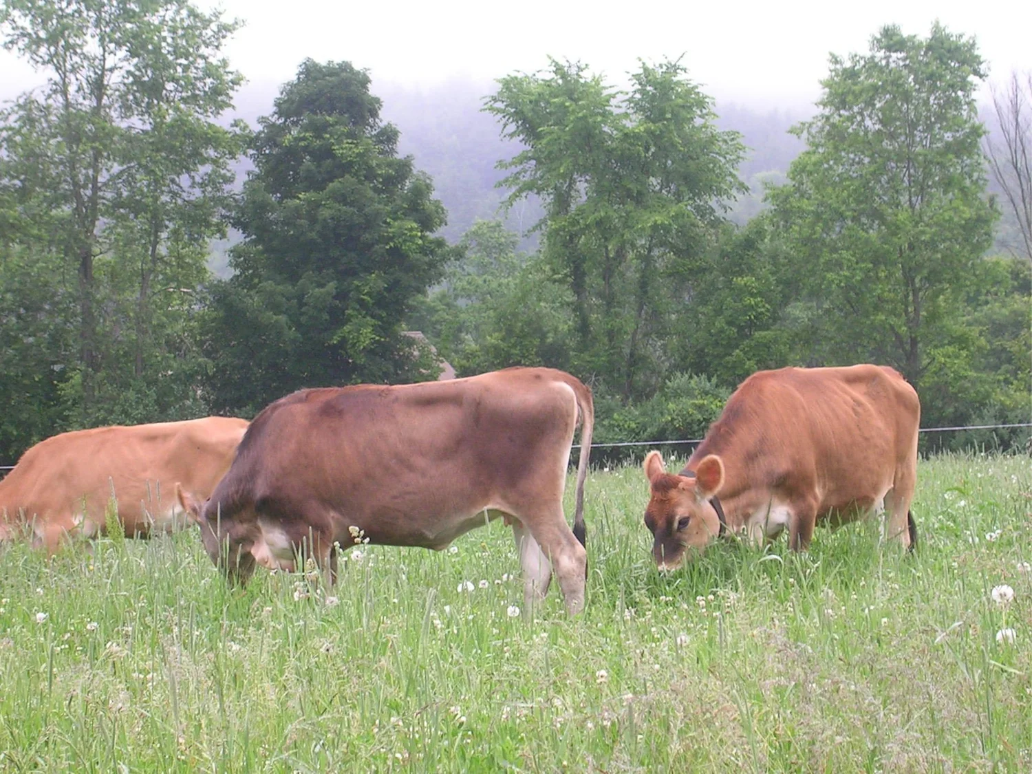 Cobb Hill Cheese