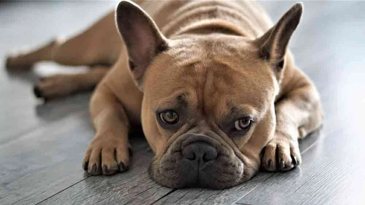 Die Französische Bulldogge ist auch einer der Hunde, die wenig haaren. Doch auch andere Hunderassen halten sich mit dem Fellwechsel zurück. (© Pixabay/Mylene2401)
