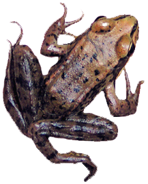 Linnton Frogs