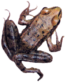 Linnton Frogs