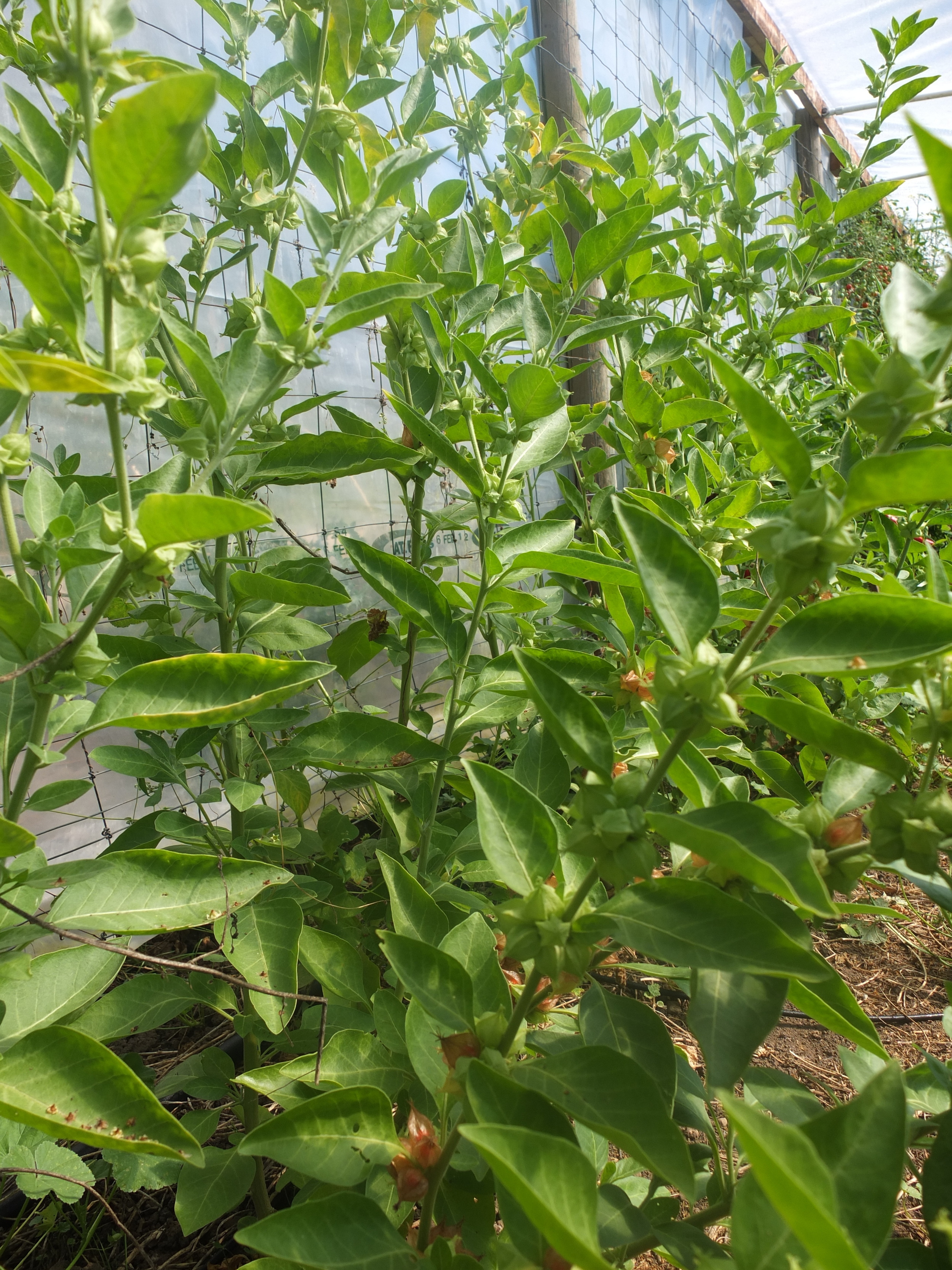 youtheory ashwagandha reviews