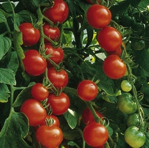 Gardener S Delight Tomato Seeds Ravensong Seeds Herbals
