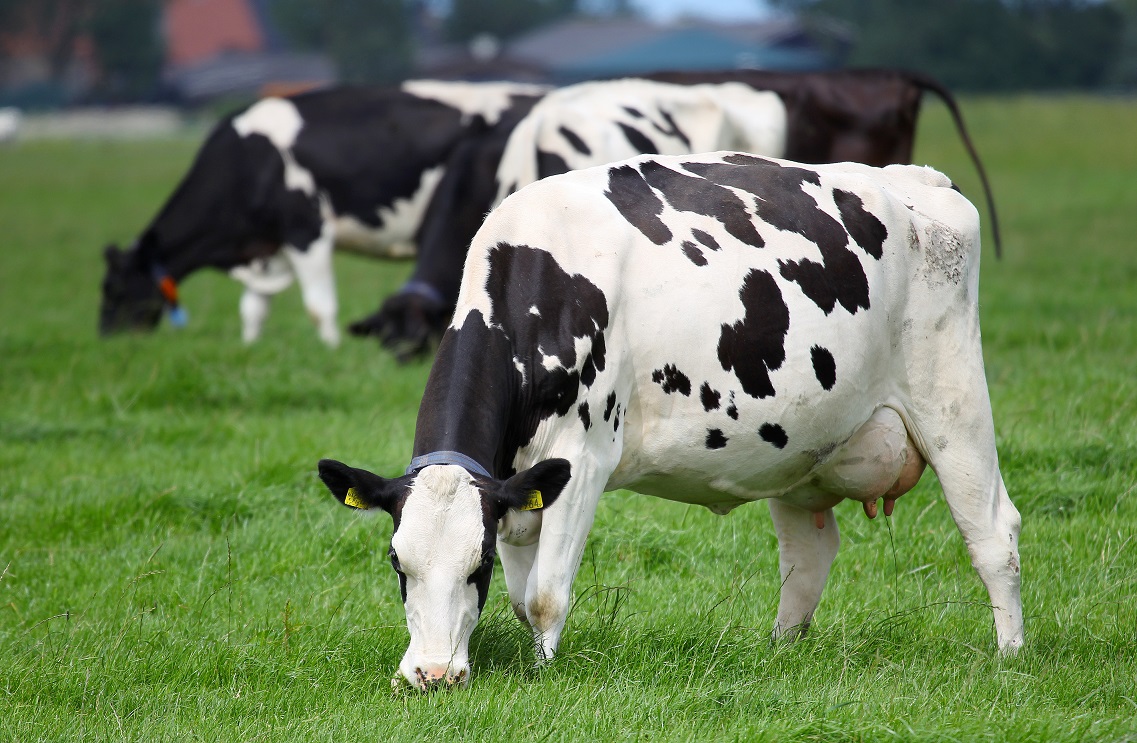 Superior dairy production. An integrated approach that combines the best cattle genetics with advanced nutrition and heard management to produce outstanding results.