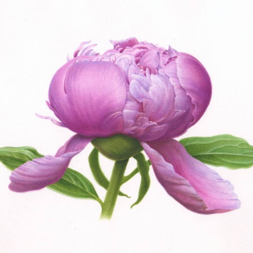 Tutorial Watercolor Peony Bud Sent Digitally Gmail Address Only