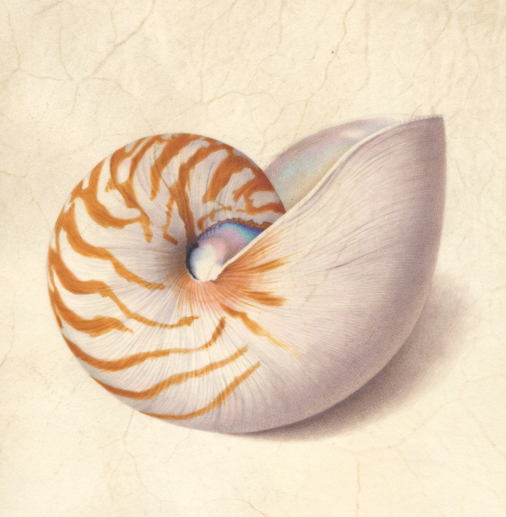 Nautilus Shell On Vellum Botanicals By Karen Kluglein