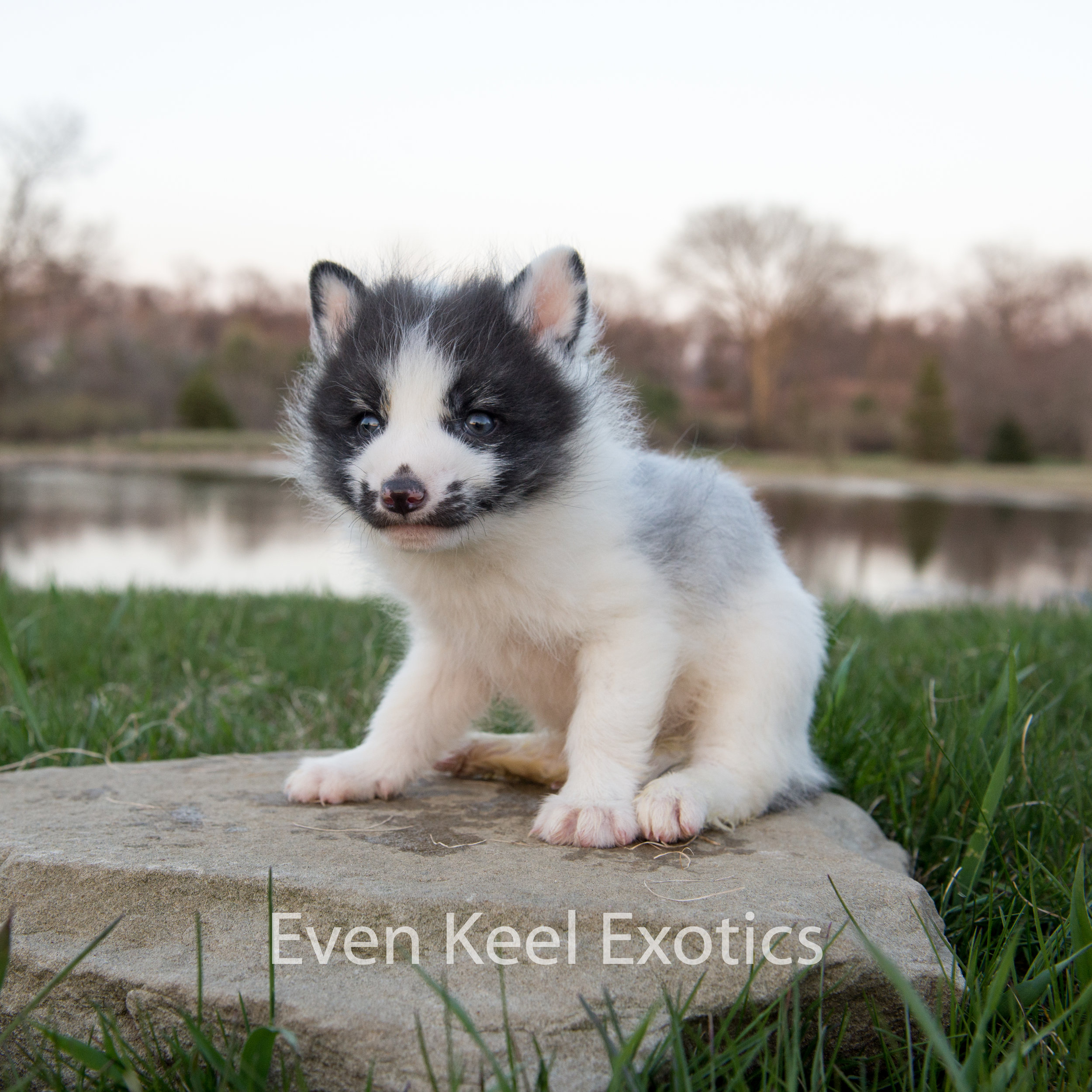 2023 marble fox deposit — Even Keel Exotics