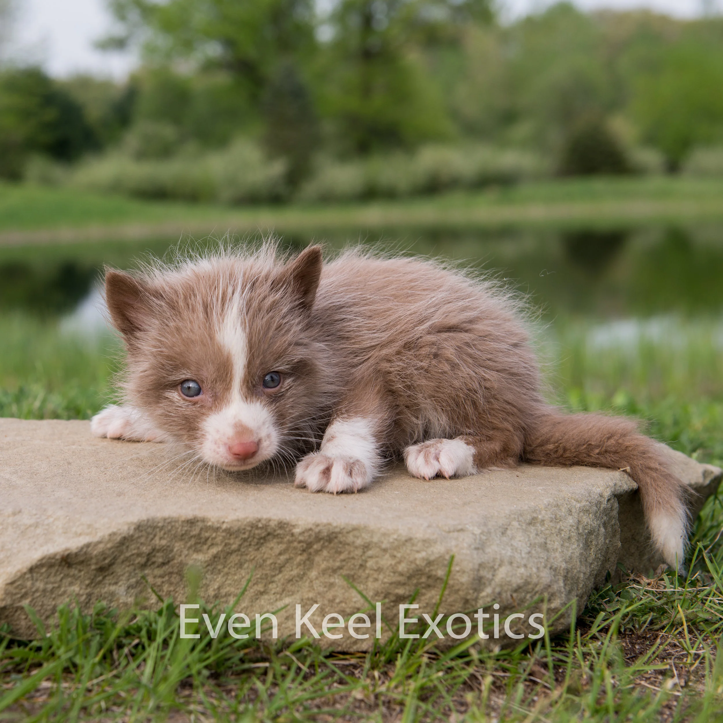 domesticated marble fox
