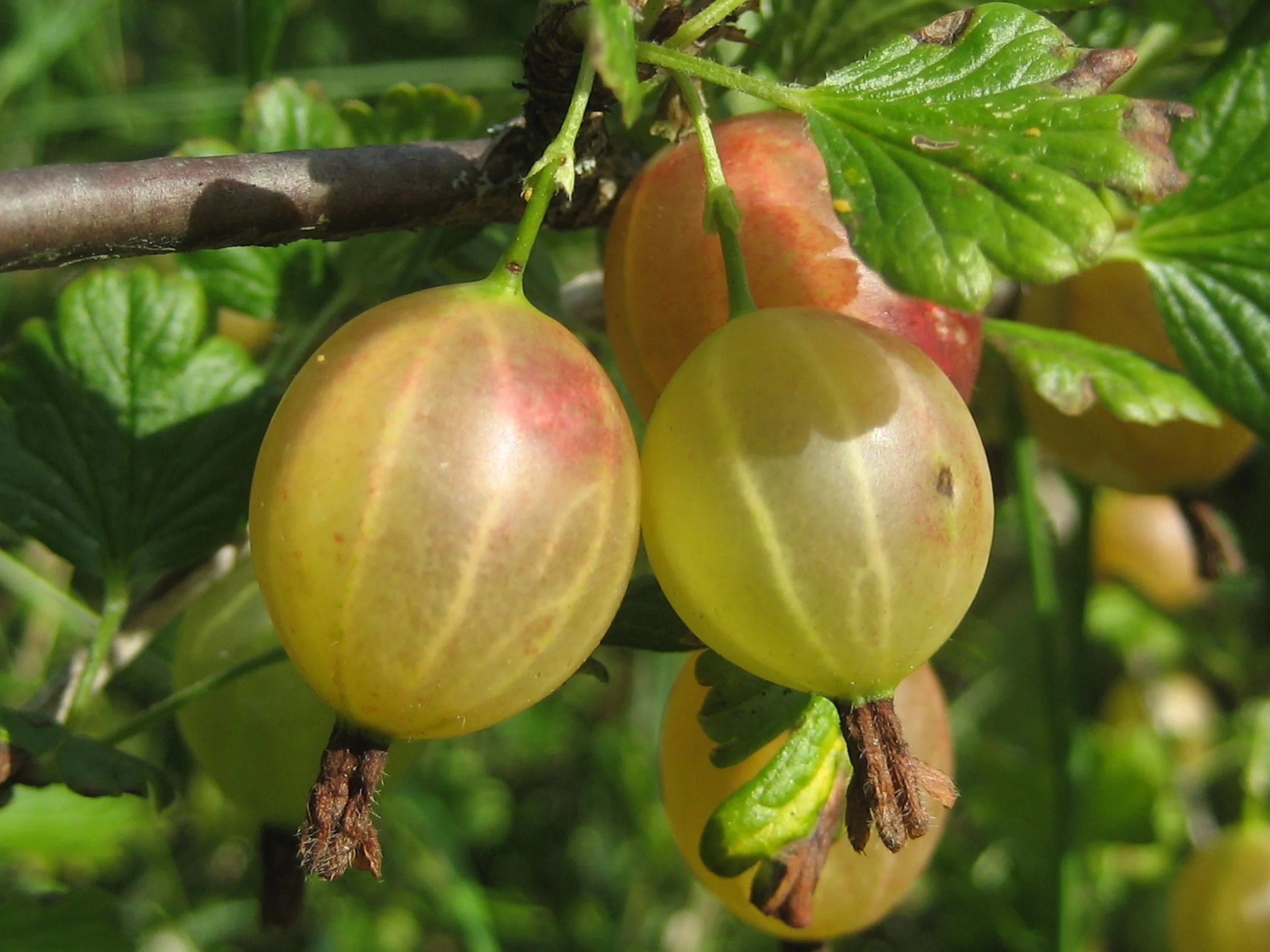 画材 Gooseberry d0b3716be1a12941f0d0fb3b1625e7