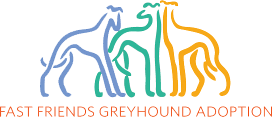 fast friends greyhound adoption