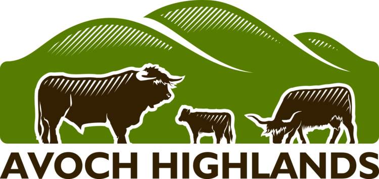 Avoch Highlands Cattle