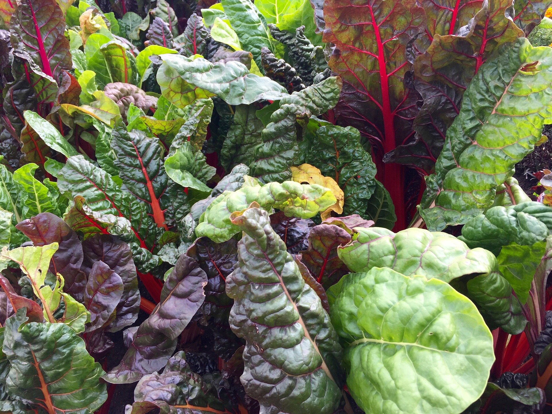 swiss-chard-2858689_1920.jpg