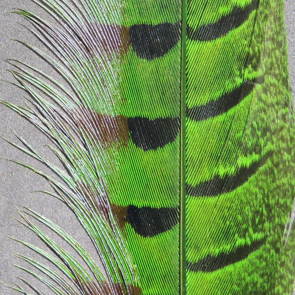 Hareline Ringneck Pheasant Tail Feathers Assorted Colors Fly Tying