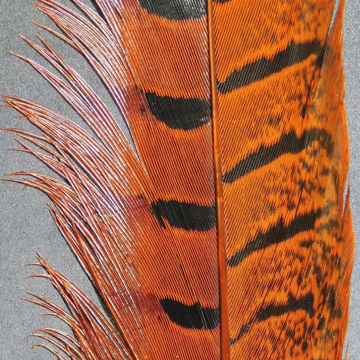 Hareline Ringneck Pheasant Tail Feathers Assorted Colors Fly Tying