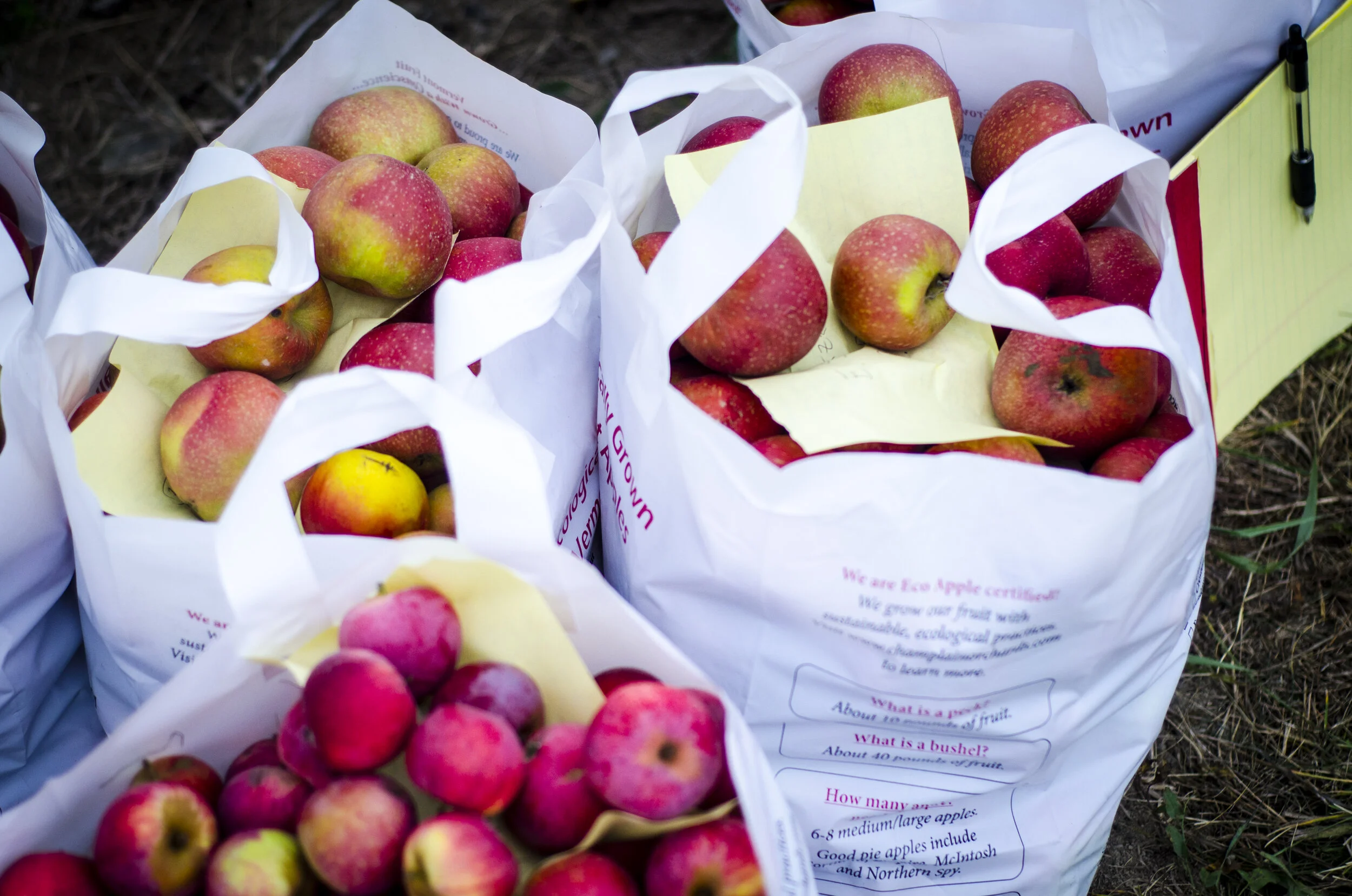 Utility Apples Champlain Orchards