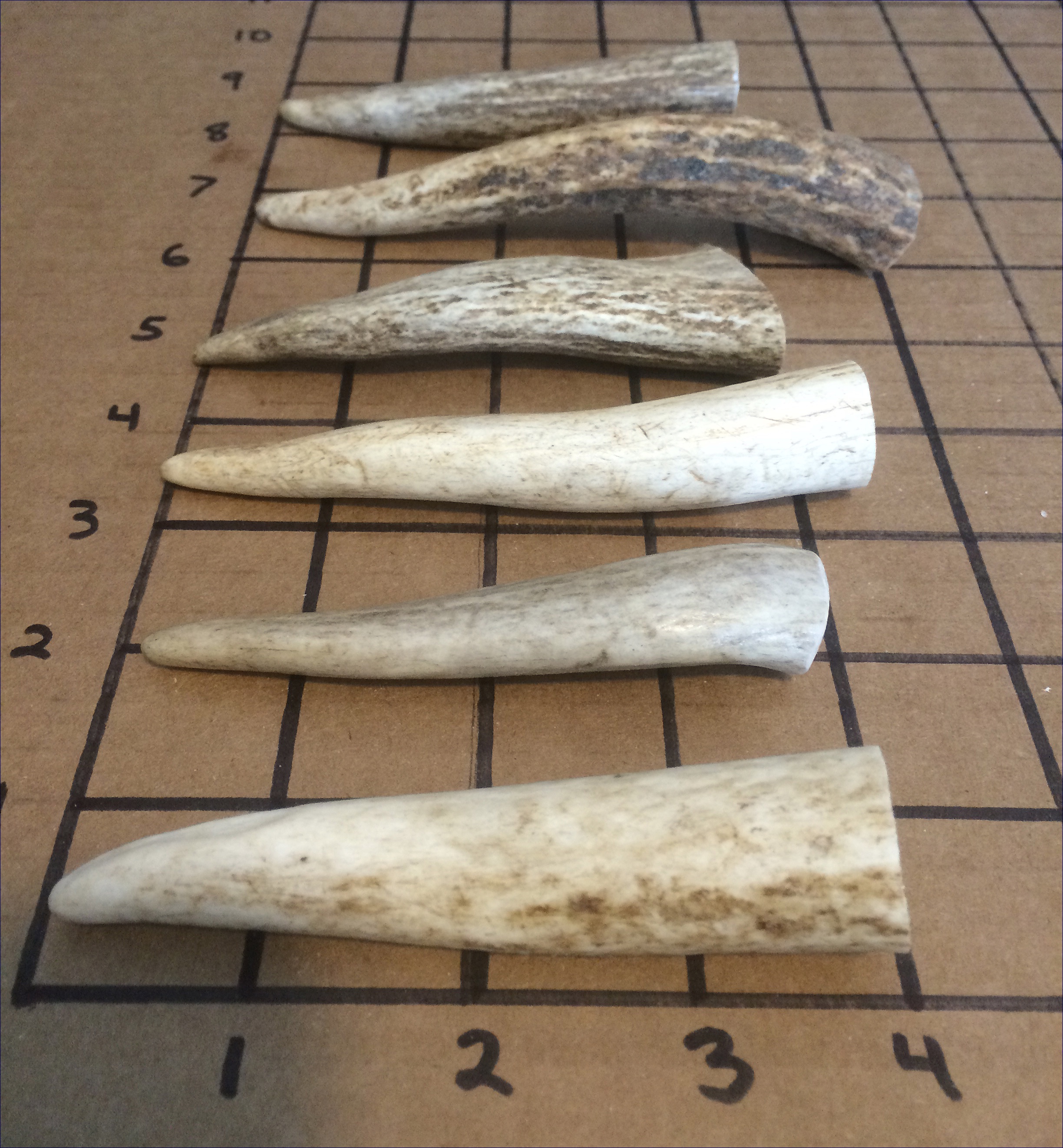 Six 2/"-3/" Elk And Deer Antler Tips-Crafts Jewelry-Free Shipping!