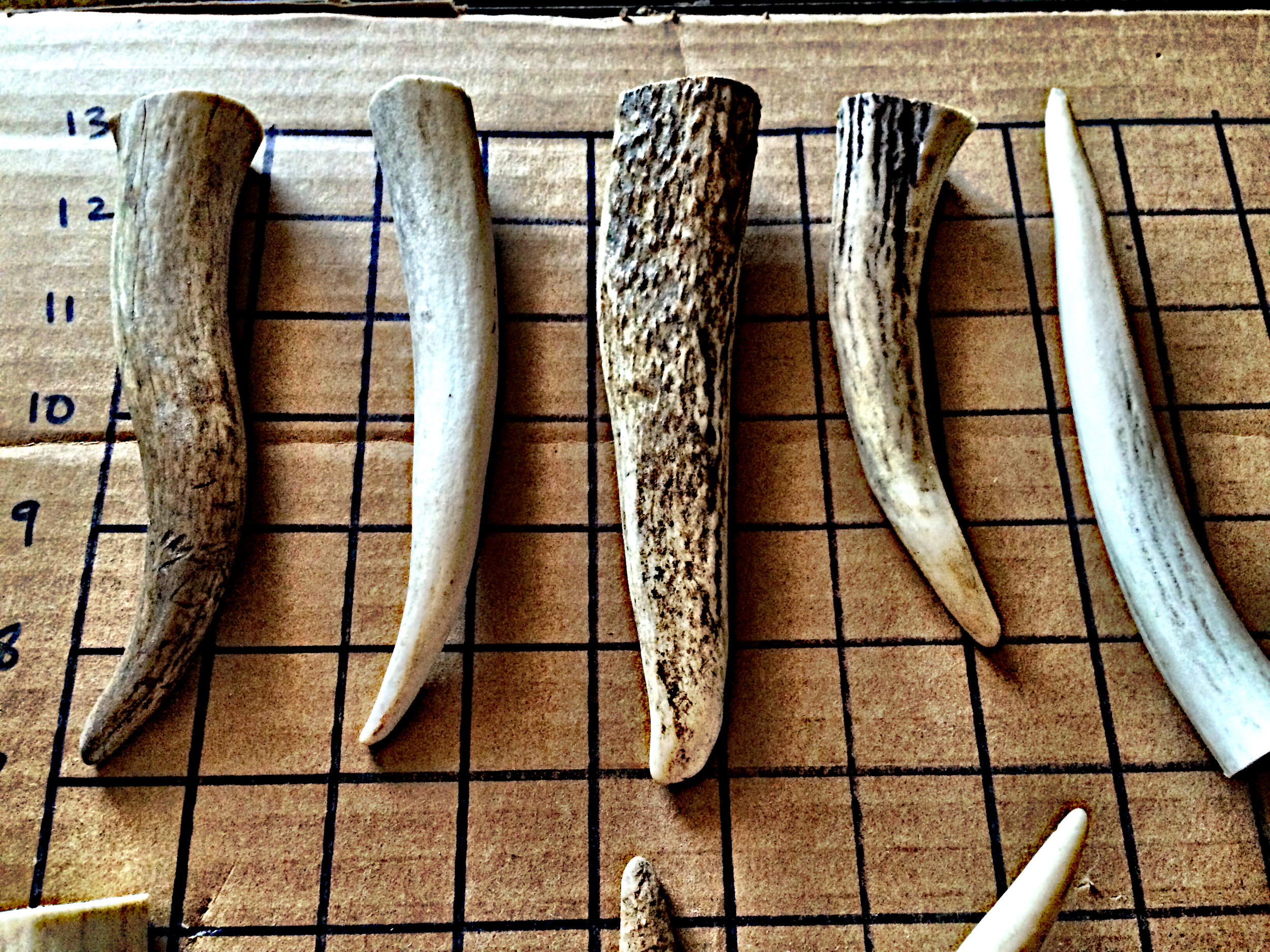 Six 2/"-3/" Elk And Deer Antler Tips-Crafts Jewelry-Free Shipping!