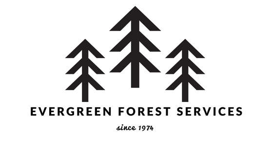 Evergreen Forest Services