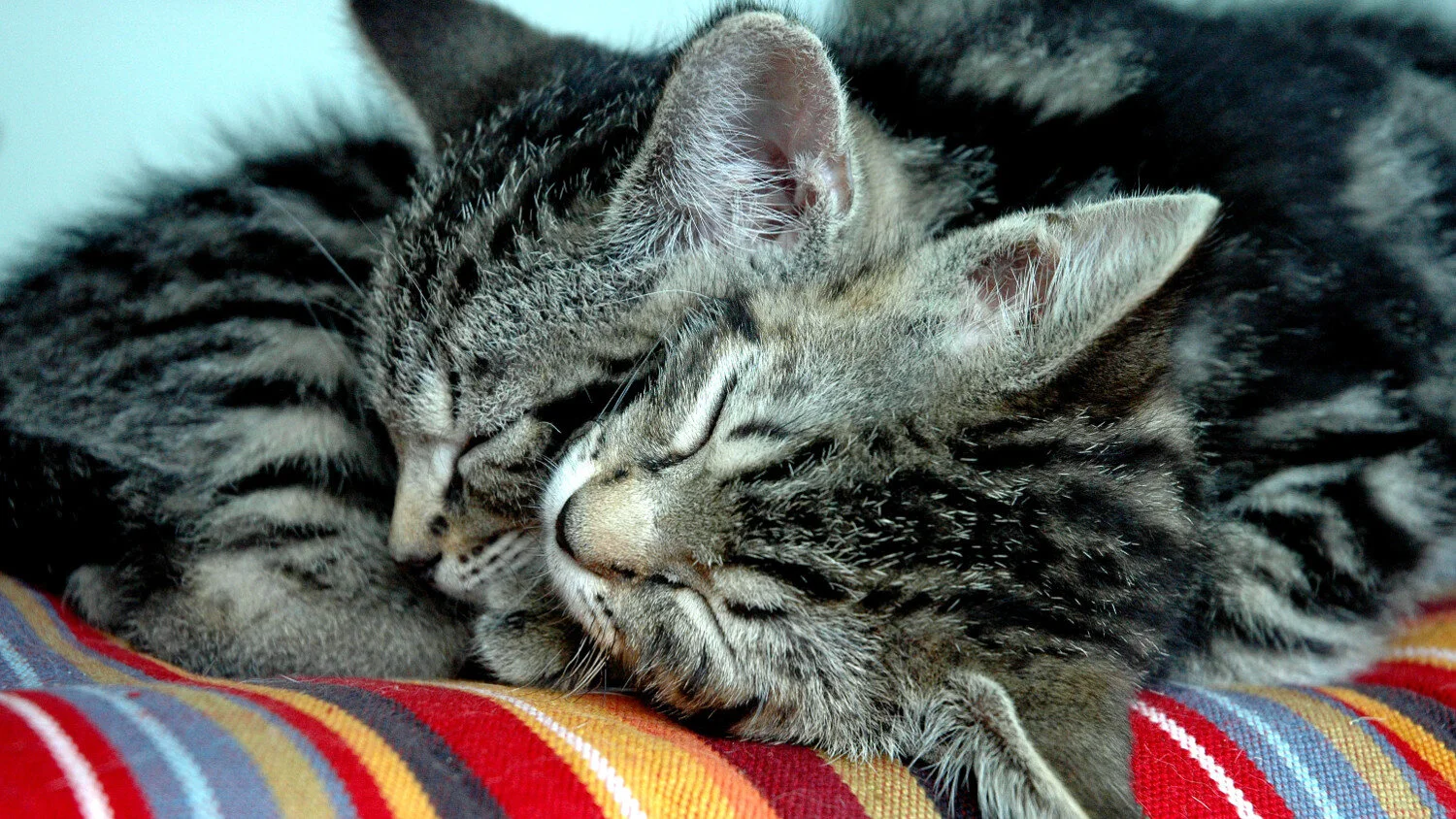 2 котенка обнимаются картинки
