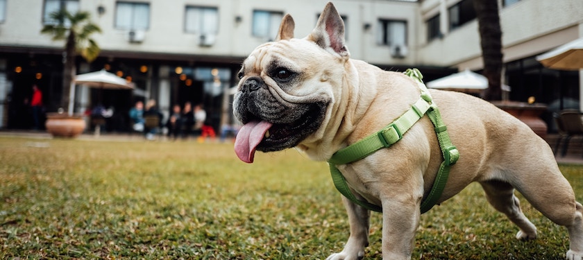 宠物保险 - French-Bulldogs.jpg