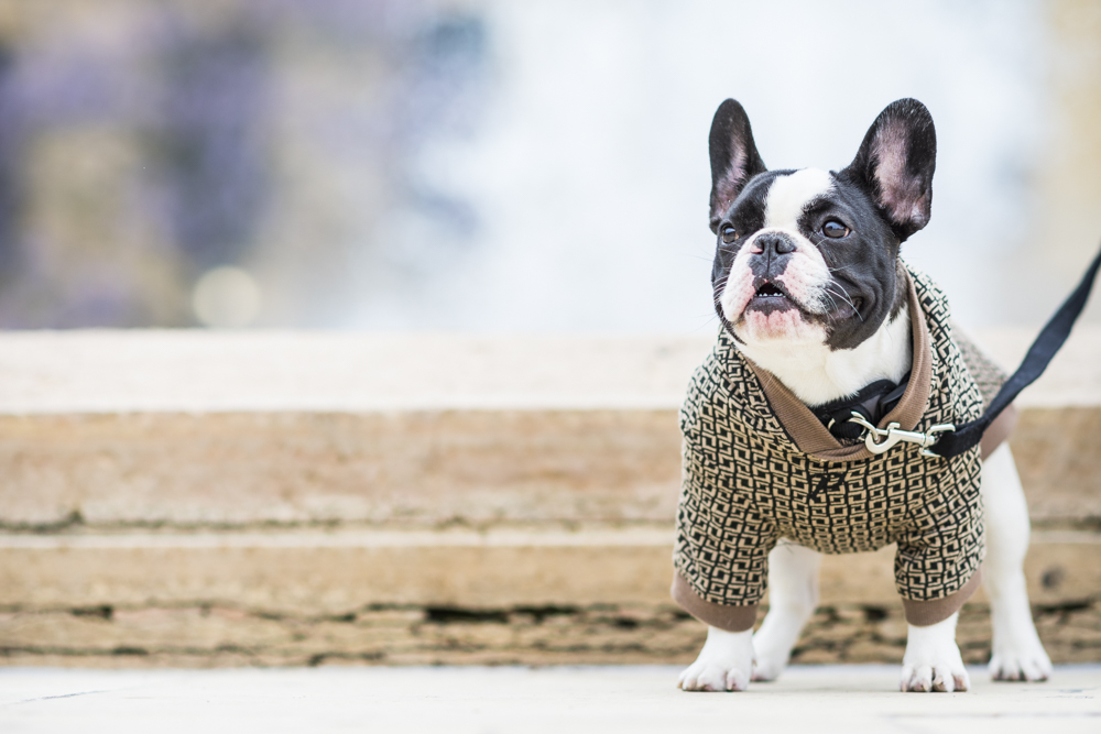Flom Pups web-57.jpg