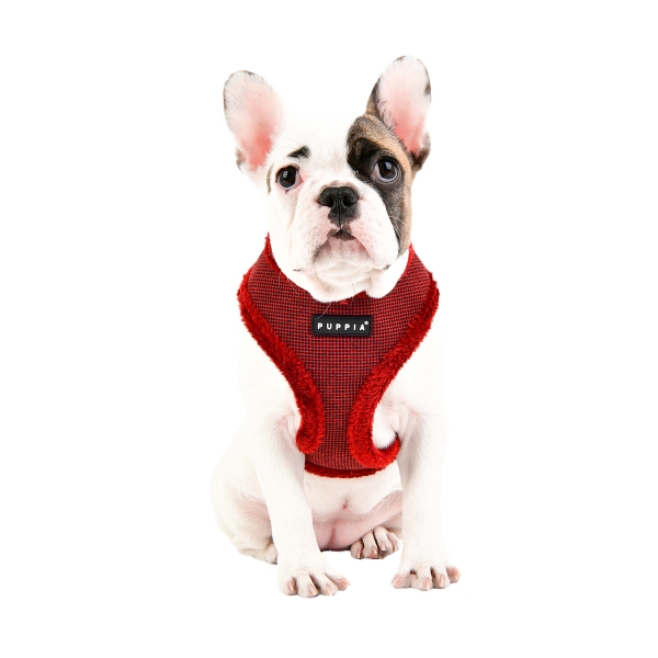 Patd-ha1764-dog2.jpg