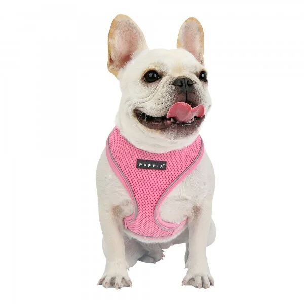 paua-ha1828-pk-dog.jpg