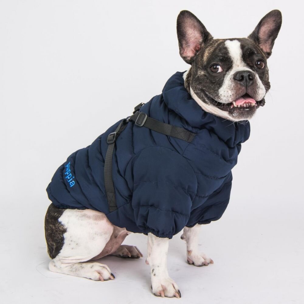 paud-jm1676-dog.jpg