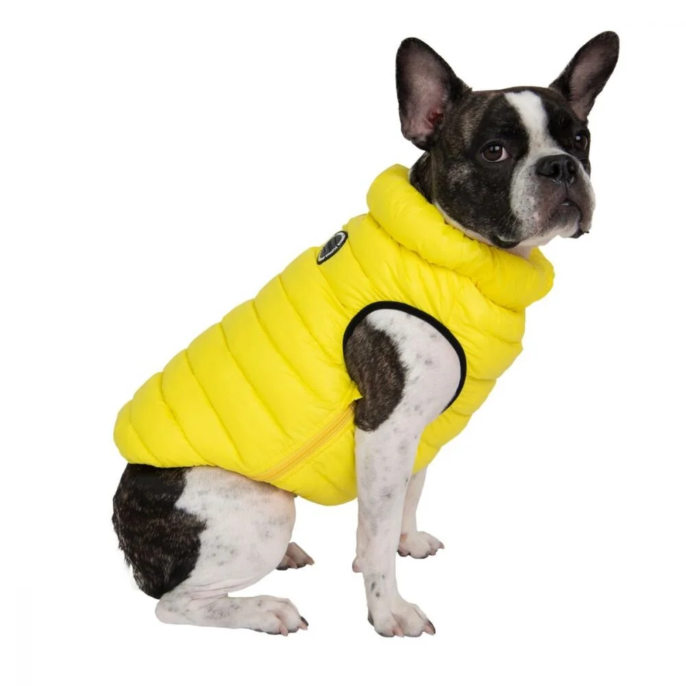 papd-jm1671_yellow-dog.jpg