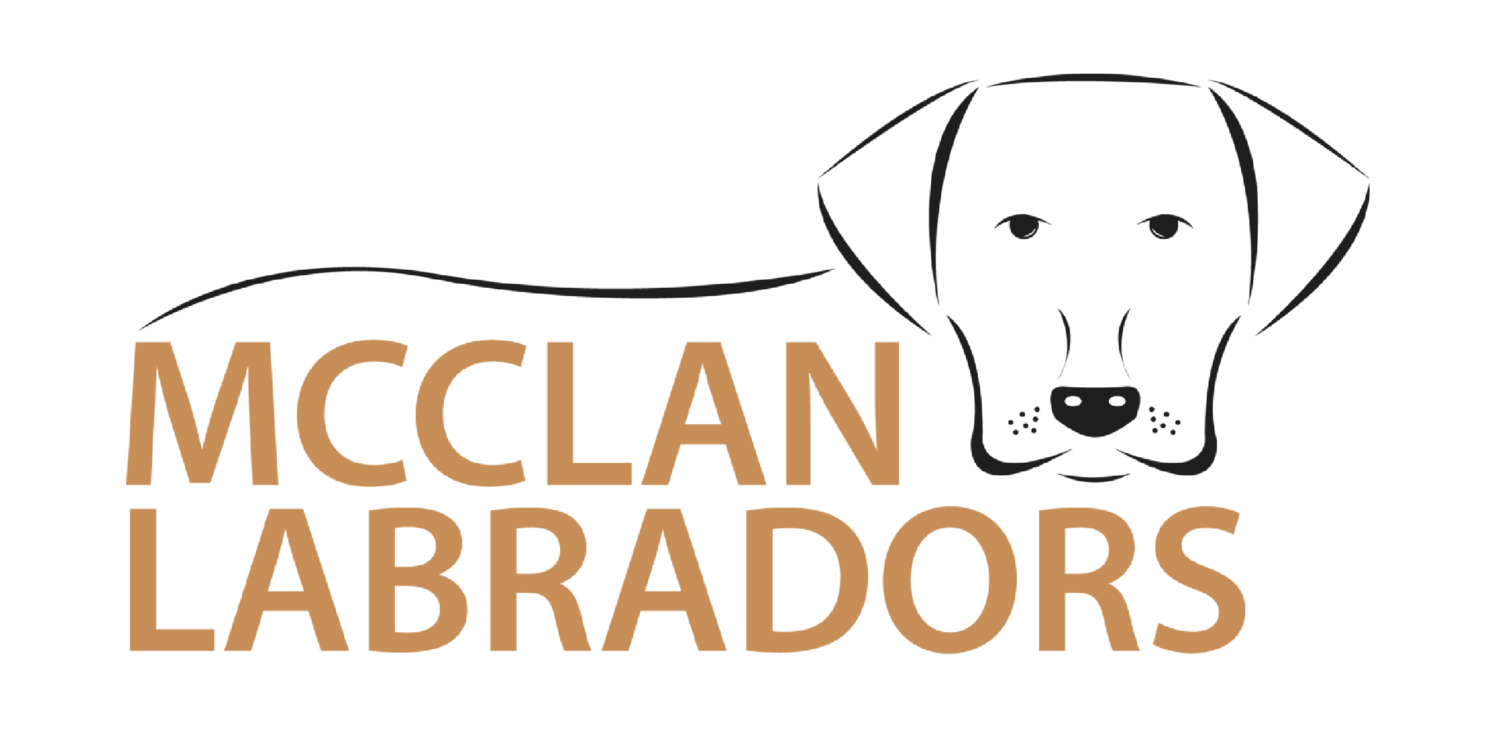 McClan Labradors